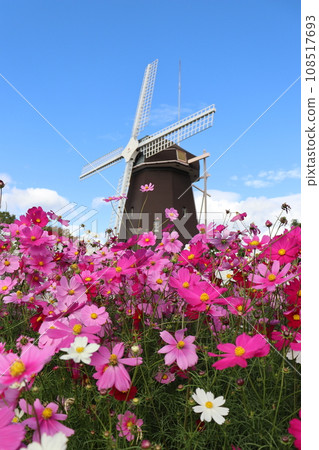 波斯菊 秋天的季節字 長堀鶴見綠地公園 風車 大阪地鐵 地鐵 家庭野餐 花語 波斯菊 秋天的季節字 長堀鶴見綠地公園 風車 大阪地鐵 地鐵 家庭野餐 花語 108517693