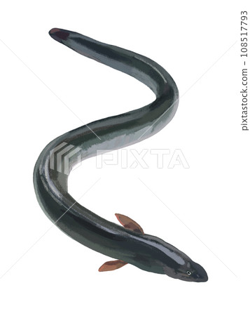 Eel (fresh fish) 108517793
