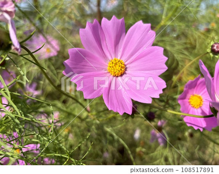 Pink flowers 108517891