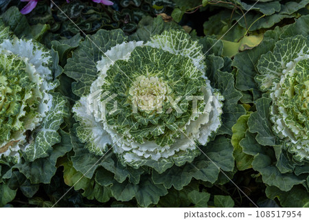 cabbage in the garden, green background 108517954