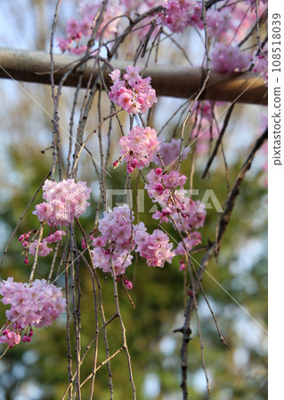 Benicidae rescued in full bloom 108518039