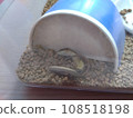 A lizard 108518198