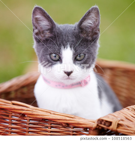 Nature, pet and portrait of cat in a basket in an outdoor garden or park by grass with pink collar. Cute, adorable and small kitten feline animal or pet in a wooden bed on a field in countryside. 108518563