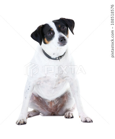 Dog, pet and portrait white background animal care, coat health and domestic puppy. Jack russell, face and collar mockup space in studio for family loyalty terrier love, adoption companion and safety Dog, pet and portrait white background animal care, coat health and domestic puppy. Jack russell, face and collar mockup space in studio for family loyalty terrier love, adoption companion and safety 108518576