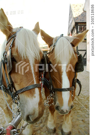 Horses, walking and face outdoor with bridle for carriage in medieval town, parade or transport on street. Pony, animals and trekking transportation on chariot vehicle with horse on cobblestone road Horses, walking and face outdoor with bridle for carriage in medieval town, parade or transport on street. Pony, animals and trekking transportation on chariot vehicle with horse on cobblestone road 108518686