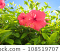 Hibiscus 108519707