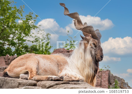 Markhor, Capra falconeri, wild goat native to Central Asia, Karakoram and the Himalayas standing on rock on blue sky background 108519753