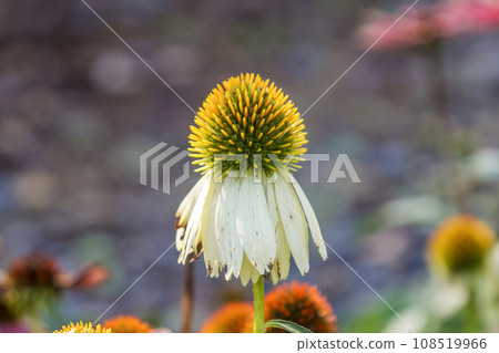 The white-flowered echinacea is also called the purple flowering plant. The white-flowered echinacea is also called the purple flowering plant. 108519966