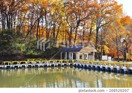 Aoba-ku, Yokohama-shi, Swan Lake Boat Stop and Autumn Leaves in Kodomonokuni 108520207