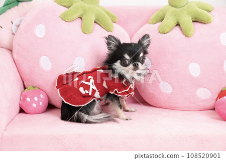 吉娃娃可愛在粉紅色的沙發上 108520901