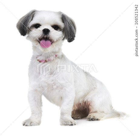 Animal, pet and portrait of dog in studio for friendship, adoption and rescue on white background. Domestic pets, mockup and isolated fluffy, adorable and cute Lhasa apso for happy, fun and health 108521342