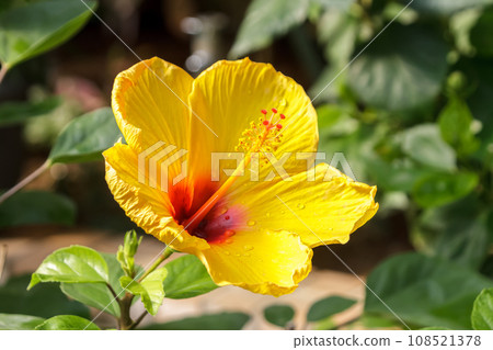 橙黃色木槿花【錦葵科】 108521378