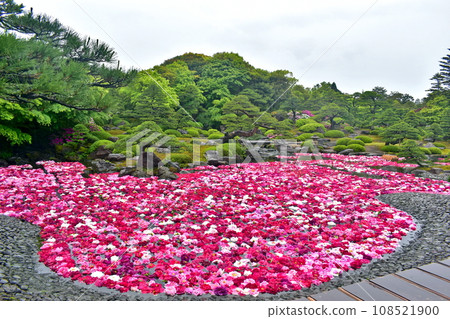 Peony Japanese Garden Shimane Yushien 108521900