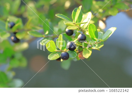 Dog boxwood with black berries Dog boxwood with black berries 108522142