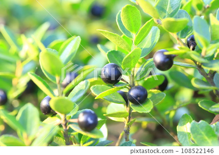 狗黃楊木與黑色漿果 108522146