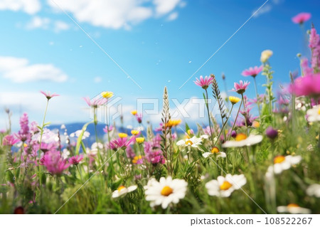 Wildflowers in a clearing in summer 108522267