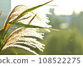 The ears of pampas grass sway in the wind at dusk in autumn. 108522275