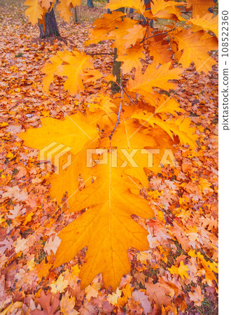 Oak tree leaves background. Colorful autumn Oak tree leaves background. Colorful autumn 108522360