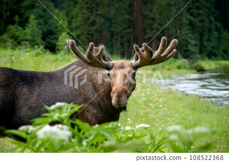 Majestic portrait moose with big horns in summer forest 108522368