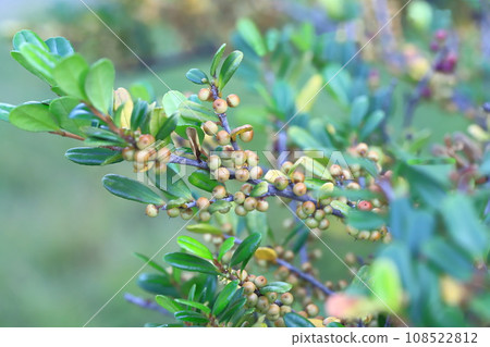 Hamahisakaki with lots of fruit 108522812
