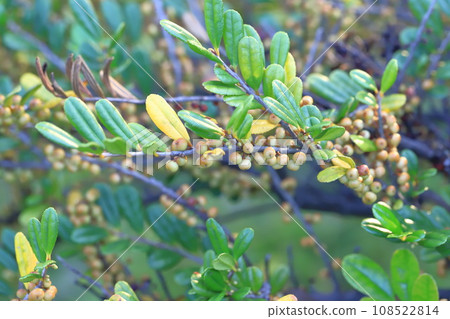 Hamahisakaki with lots of fruit 108522814