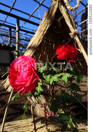 Red winter peonies [at Ueno Toshogu Peony Garden, Taito-ku, Tokyo] 108522885