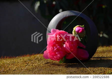 牡丹風景【東京都台東區上野東照宮牡丹園】 108522886