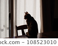 Cat staring at windows 108523010