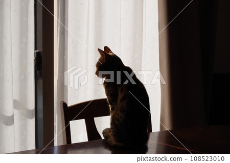 Cat staring at windows 108523010