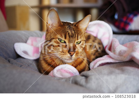 Cat staring at windows 108523018