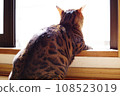 Cat staring at windows 108523019