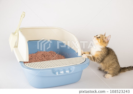 An isolated cat in a litter box underscores the importance of animal care and hygiene. The cat tray against a pristine white backdrop is where the cat sits for its toilet needs. An isolated cat in a litter box underscores the importance of animal care and hygiene. The cat tray against a pristine white backdrop is where the cat sits for its toilet needs. 108523243