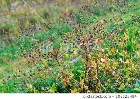 Autumn Kosendangusa 108523494