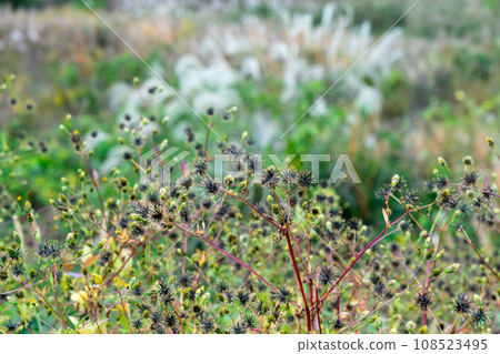 Autumn Kosendangusa 108523495