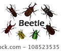 Various beetles 108523535