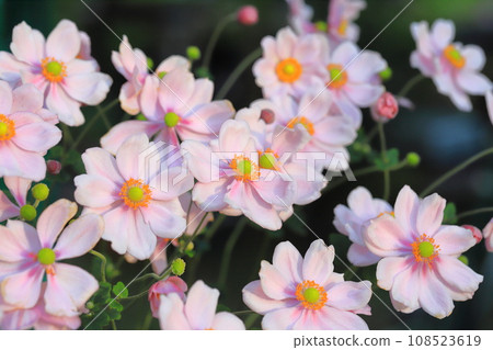 粉紅色的日本海葵 108523619