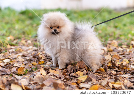 Portrait of a cute and handsome Pomeranian dog walking on a leash in the park. Fluffy dog. Portrait of a cute and handsome Pomeranian dog walking on a leash in the park. Fluffy dog. 108523677