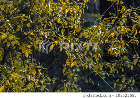 Yellow leaves of Ledum in autumn, close-up. Nature of Eastern Siberia, Russia Yellow leaves of Ledum in autumn, close-up. Nature of Eastern Siberia, Russia 108523683