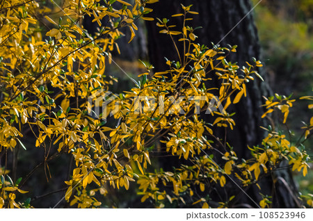 Yellow leaves of Ledum bush in autumn forest with shallow depth of field. Nature of Eastern Siberia, Russia 108523946
