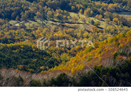 Ueda City, Nagano Prefecture, Autumn scenery of Utsukushigahara Plateau, Ougatou Ougahana Ueda City, Nagano Prefecture, Autumn scenery of Utsukushigahara Plateau, Ougatou Ougahana 108524645