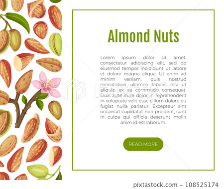 Almond Nut Banner Design with Shell and Kernel Vector Template Almond Nut Banner Design with Shell and Kernel Vector Template 108525174
