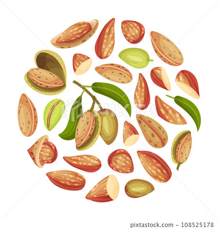 Almond Nut Round Shape Design with Shell and Kernel Vector Template 108525178