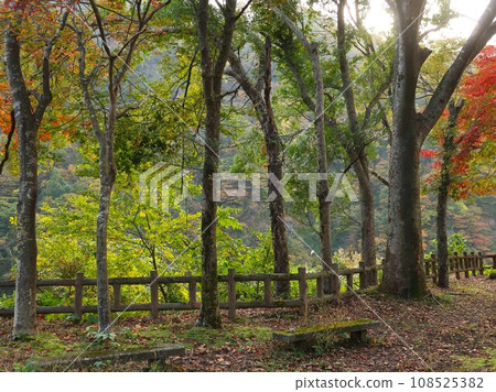 從新潟縣五泉市早出川水庫停車場眺望的紅葉 108525382