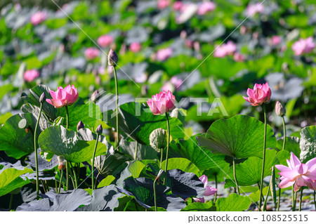 Lotuses in full bloom in the garden on the grounds of Tsurunoyu Onsen in Abira Town, Hokkaido [August] 108525515