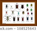 Japanese Beetle German Box 108525643