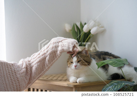 cat care concept with scottish tabby cat during play with owner finger cat care concept with scottish tabby cat during play with owner finger 108525721