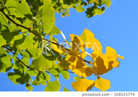 Close-up of ginkgo branches that have started to turn autumn leaves and blue sky 108525774
