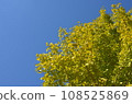 Ginkgo biloba in the blue sky 108525869
