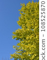 Ginkgo biloba in the blue sky 108525870