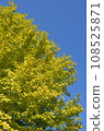 Ginkgo biloba in the blue sky 108525871
